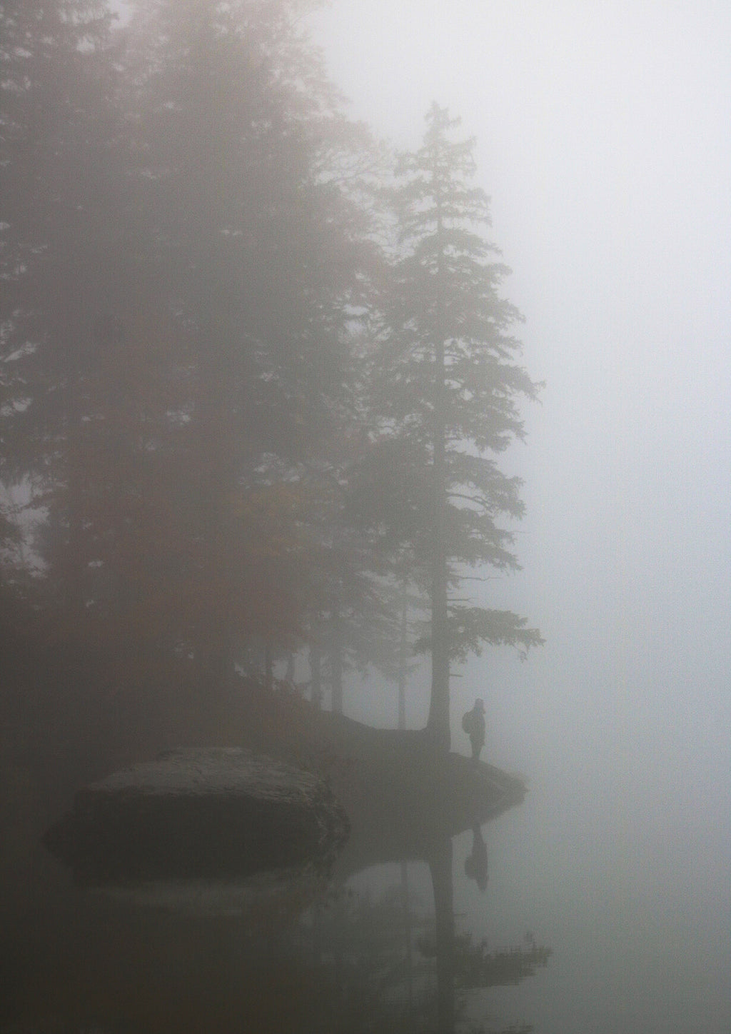 Foggy forest scene with tall trees and a misty atmosphere