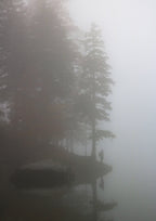 Foggy forest scene with tall trees and a misty atmosphere