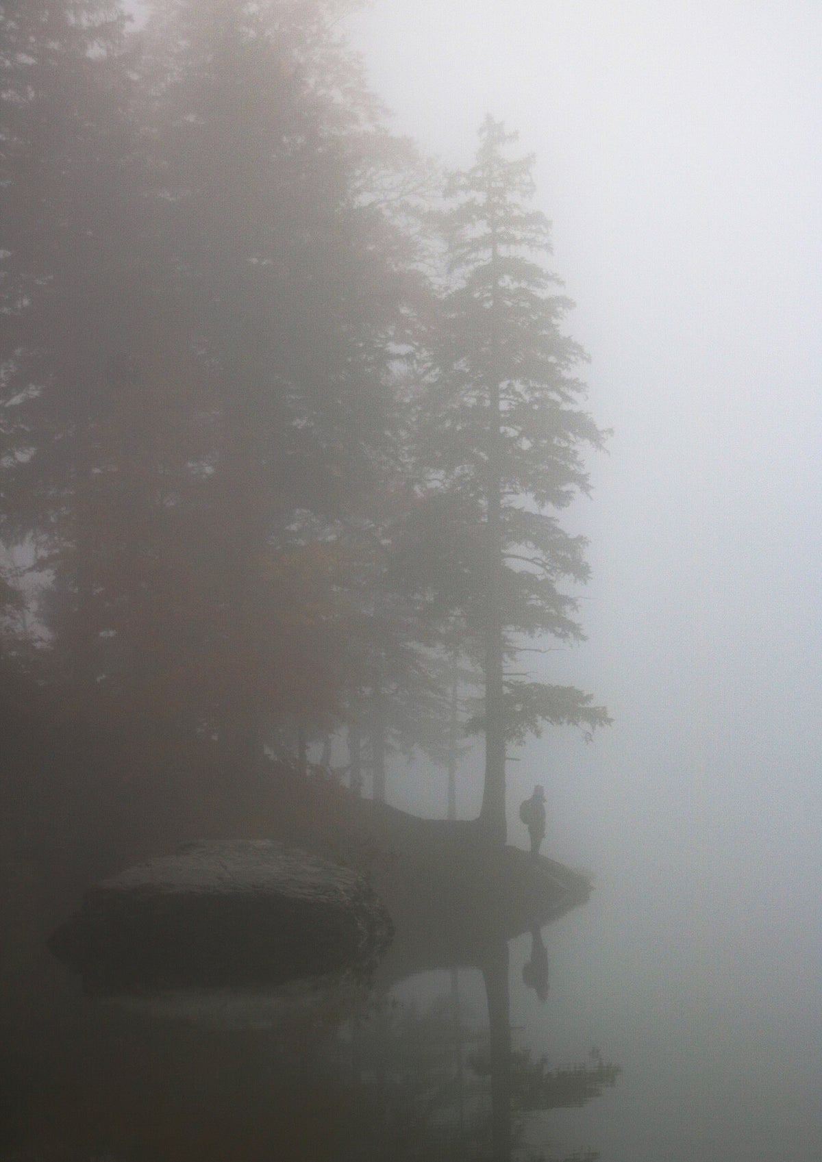 Foggy forest scene with tall trees and a misty atmosphere