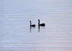 Black Swan