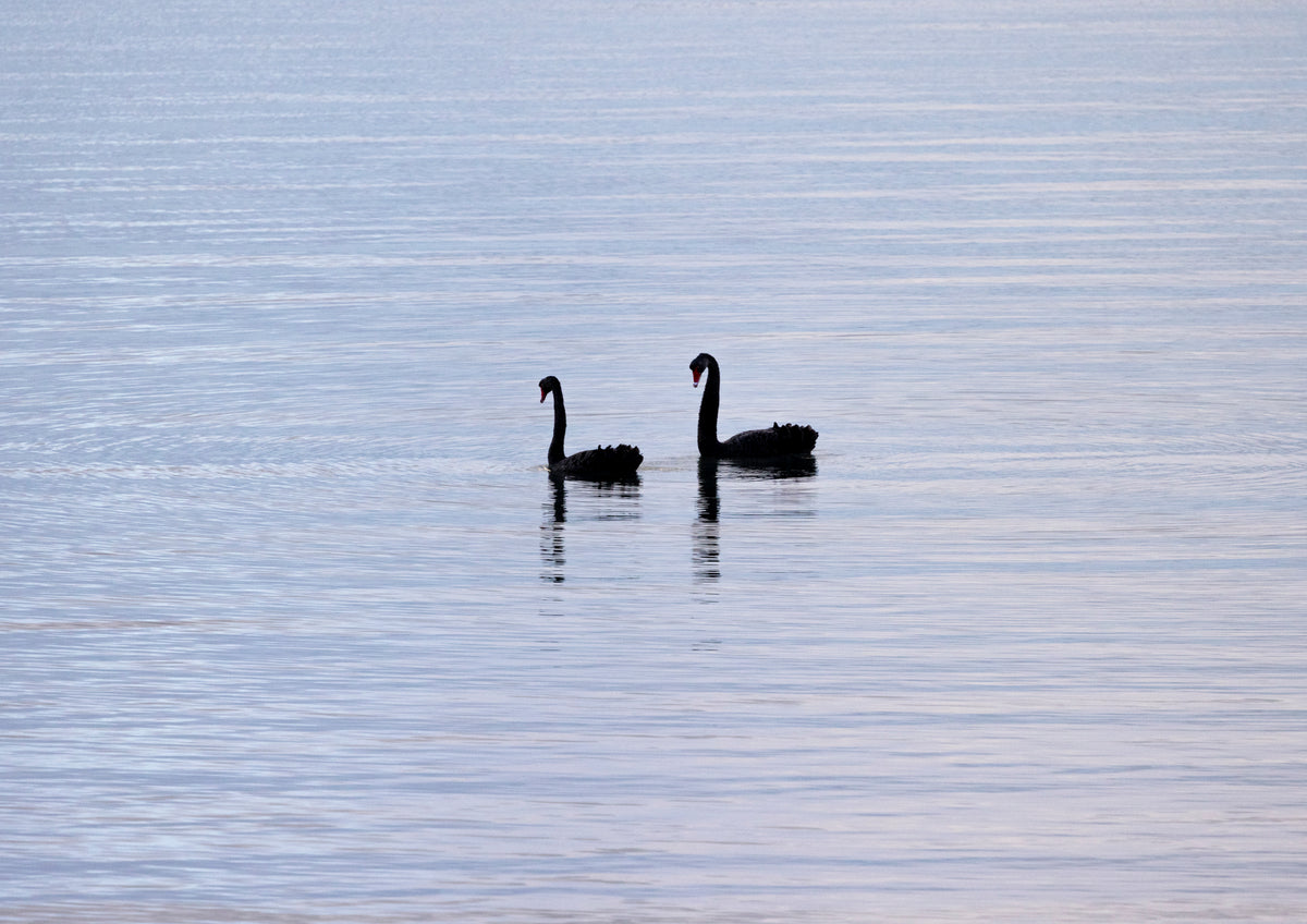 Black Swan