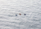 Bobbing