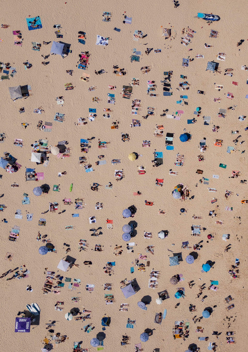 Bondi Basking