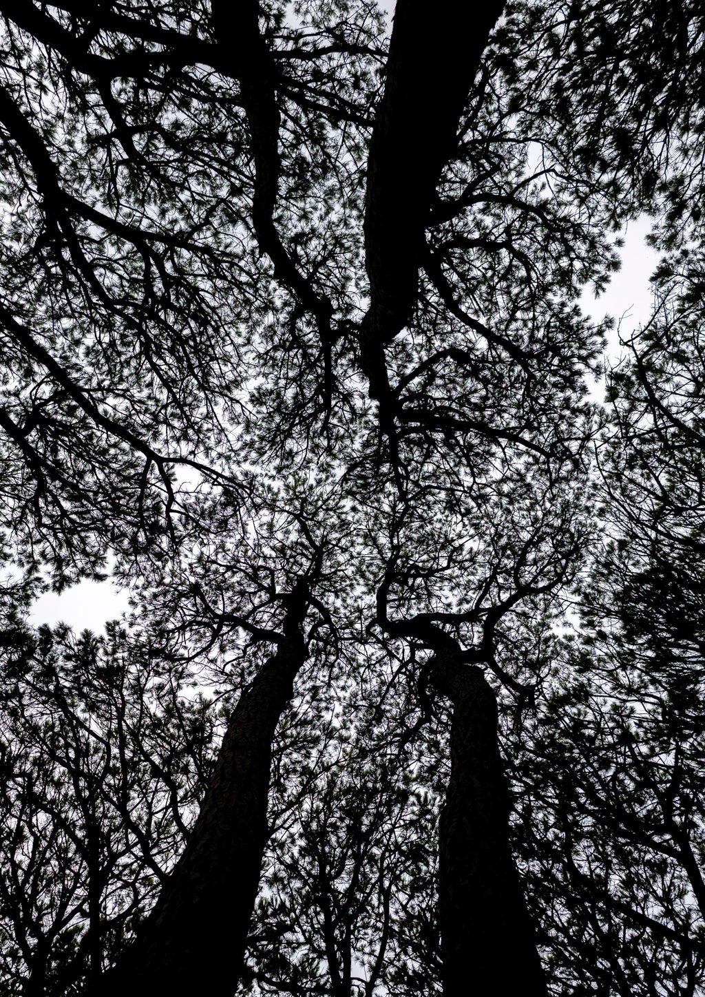Canopy