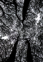 Canopy