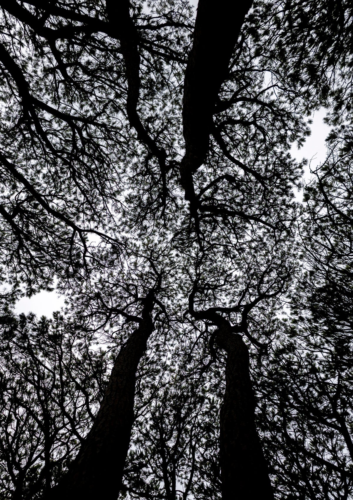 Canopy