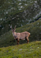 Capricorn