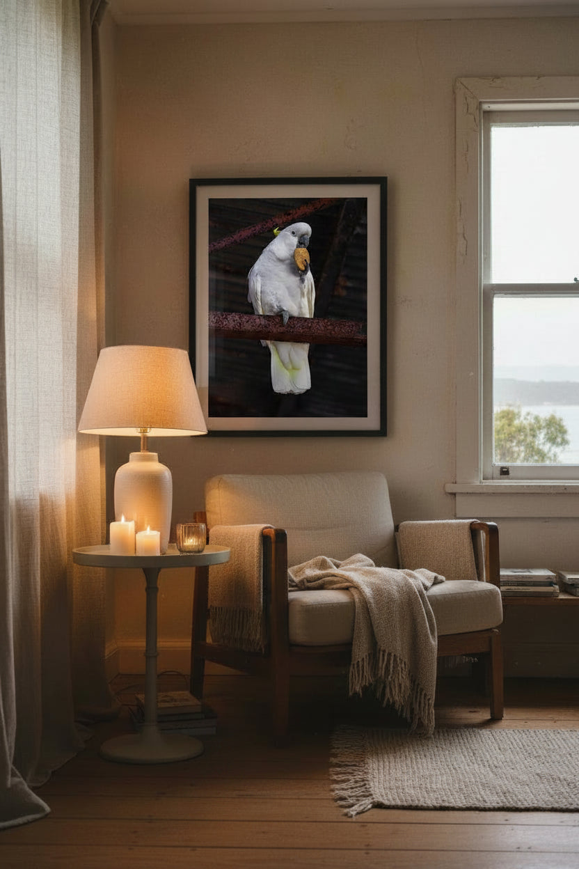 White cockatoo eating a cookie perched on a rusted metal bar with a dark background
