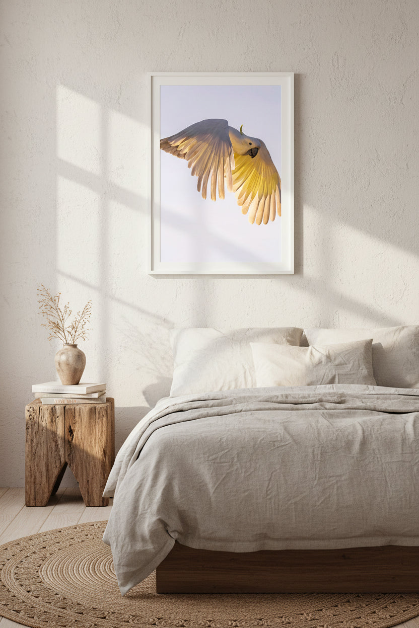 Cockatoo with its wings spread wide in sunlight.