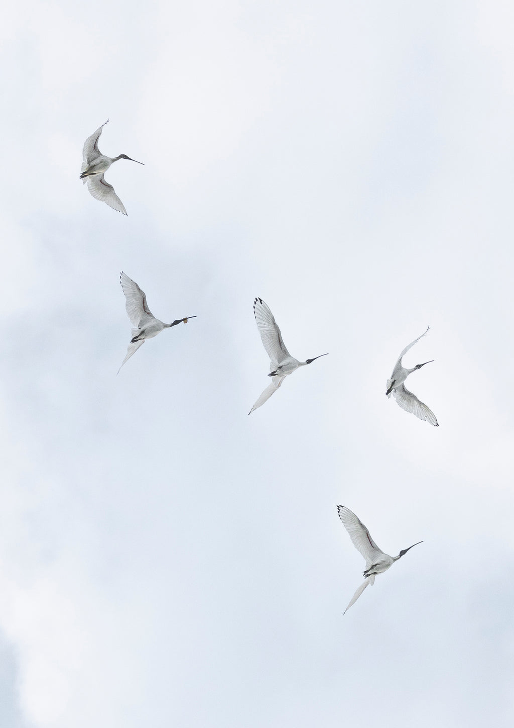 Flight
