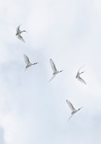 Flight