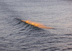 Golden Spray