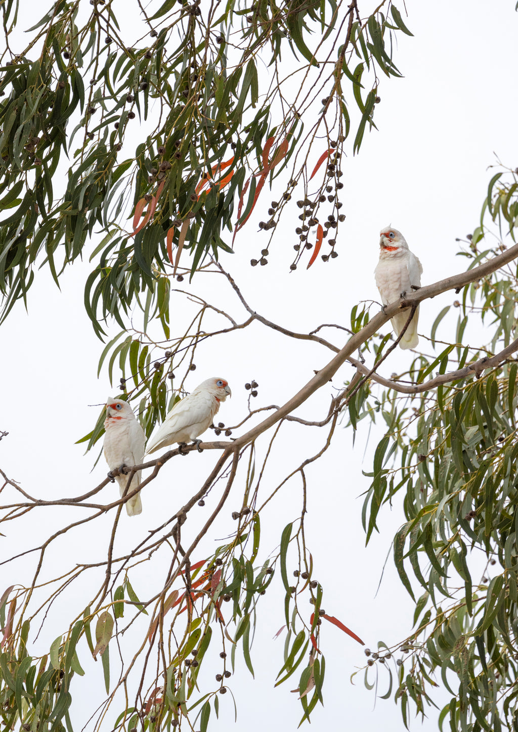 Gumnut Gathering