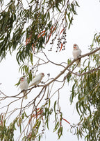 Gumnut Gathering