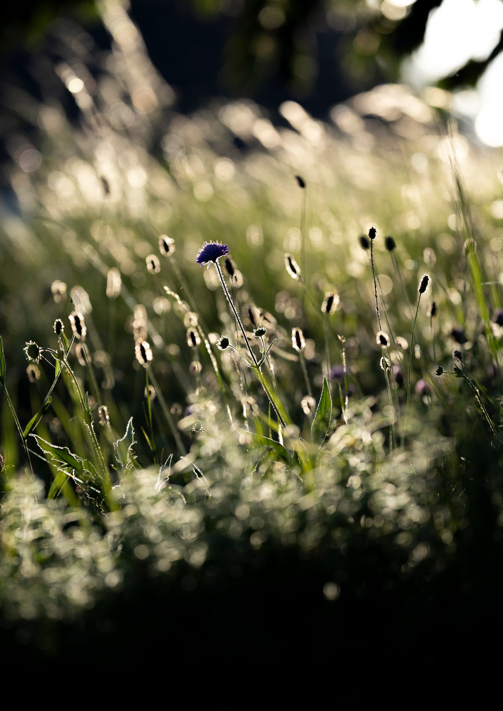 Meadow