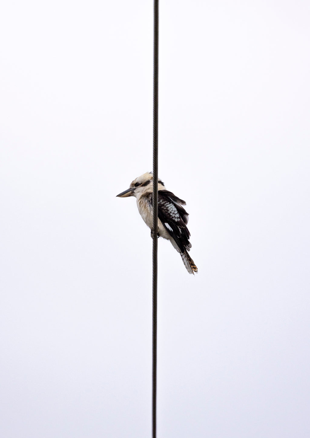 Perching