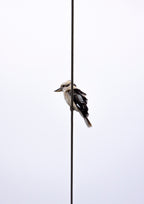 Perching