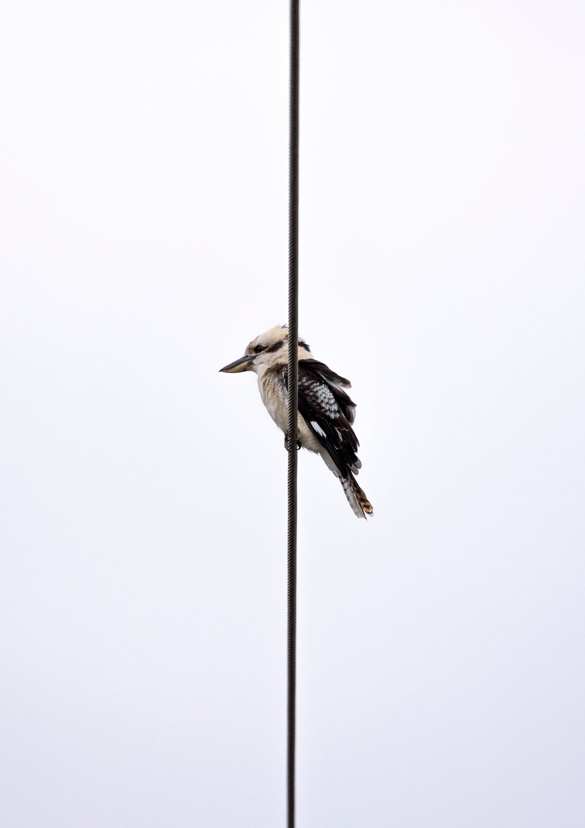 Perching