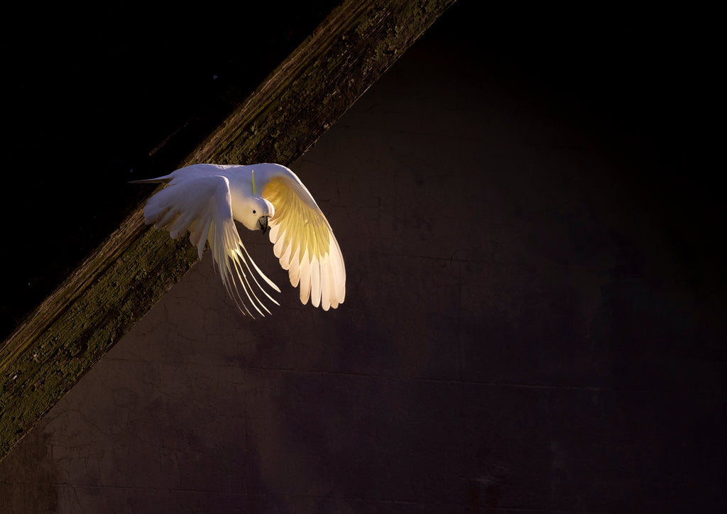 Yellow-crested cockatoo takes flight from a beam in the Blue Mountains