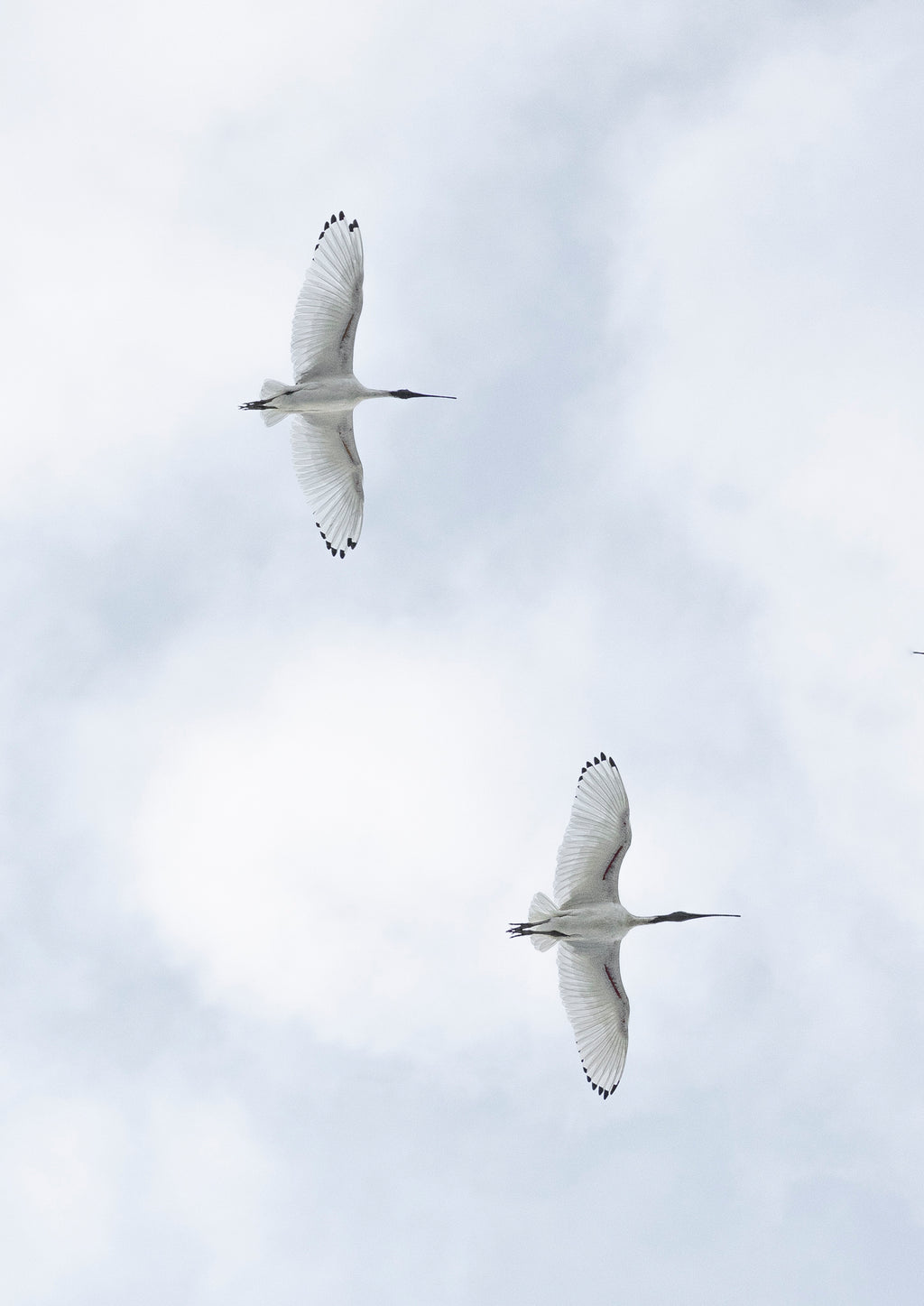 Two Ibises spread their wings across Bondi skies